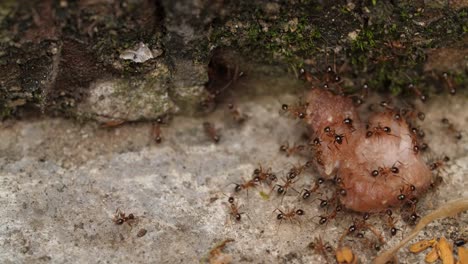 Group-of-ants-carrying-food-,-4k