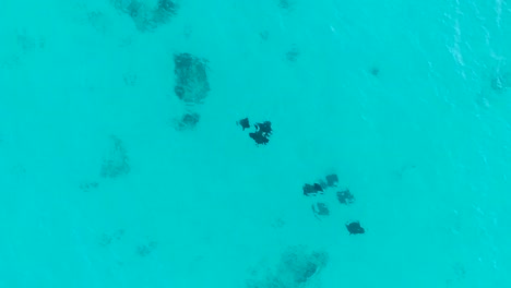 Aerial-view-of-Manta-rays-group-swimming-near-Praslin-island-of-Seychelles