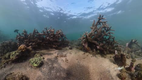 Arrecife-de-coral-y-peces-tropicales