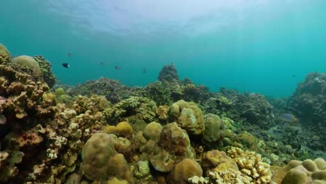 Arrecife-de-coral-y-peces-tropicales