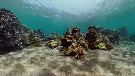 Arrecife-de-coral-y-peces-tropicales