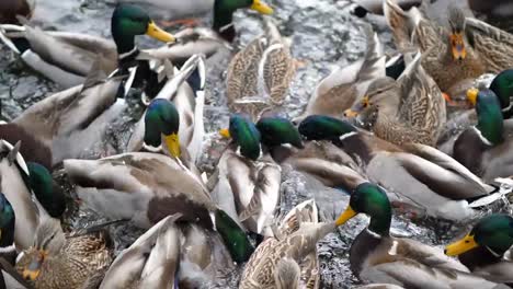 Ein-lustiges-Zeitlupe-Video-von-einer-Herde-von-Mallard-Enten-auf-einem-Teich-Jagd-nach-Mais-durch-ins-Wasser-werfen-zusammengepfercht,-wie-sie-Spritzen-und-Kampf-um-jedes-Stück-Nahrung-zugeführt.