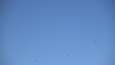 Group-of-Swallow-birds-flying-in-the-blue-sky,-flock-of-birds