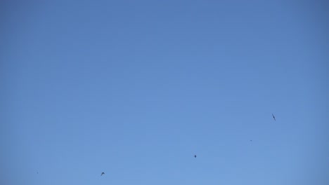 Grupo-de-aves-golondrinas-volando-en-el-cielo-azul,-la-bandada-de-pájaros