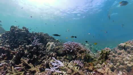 Arrecife-de-coral-y-peces-tropicales