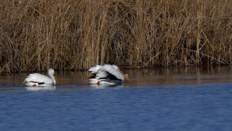 Pelicans-in-water