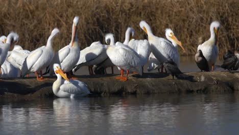 Pelicans-in-water