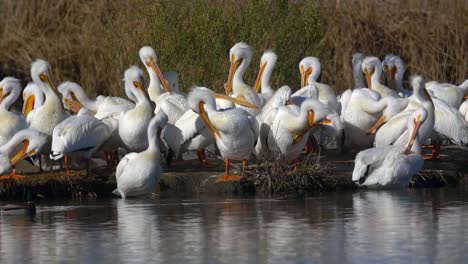 Pelicans-in-water