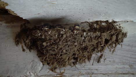 Newborn-swallows-in-the-nest.-Three-little-birds.-Swallow-wide-opens-yellow-beak