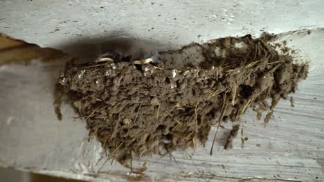 Newborn-swallows-in-the-nest.-Three-little-birds.-Swallow-wide-opens-yellow-beak