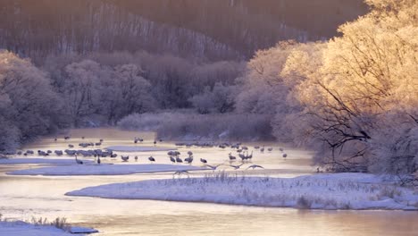 Japanese-Cranes,-Hokkaido,-Japan