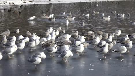 great-black-backed-gull-(Larus-marinus),European-herring-gull-(Larus-argentatus)-and-ducks-on-ice-and-in-lake-water-in-winter-day
