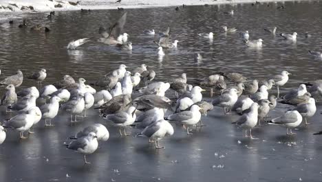 gran-Gaviota-sombría-(Larus-marinus),-europeo-gaviota-argéntea-(Larus-argentatus)-y-patos-en-el-hielo-y-el-agua-del-lago-en-días-de-invierno