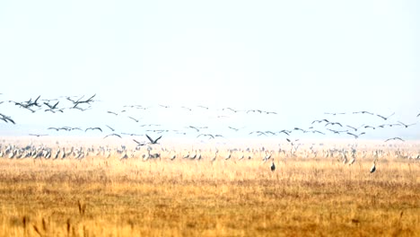 Crane-migration-in-the-Hortobagy,-Hungary