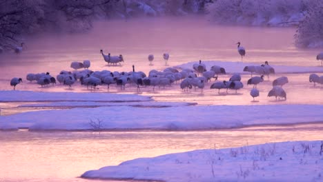 Grullas-japonesas,-Hokkaido,-Japón