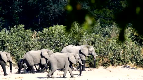 Afrikanischer-Elefant,-Bwabwata-Namibia,-Afrika-Safari-wildlife