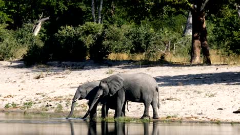 African-elephant,-Bwabwata-Namibia,-Africa-safari-wildlife