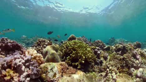 Arrecife-de-coral-y-peces-tropicales