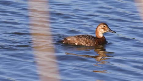 Einzigen-weiblichen-gemeinsame-Tafelenten-Ente-Vogel-am-Teich-Wasserfläche