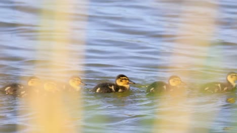 Flock-of-Mallard-Duck-bird-nestlings-on-pond-water-surface