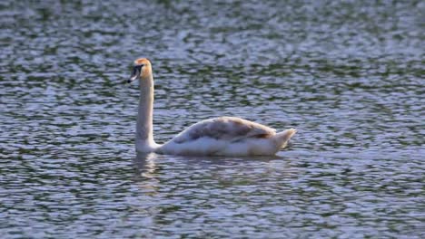 Solo-aves-de-cisne-sobre-una-superficie-de-agua-de-estanque