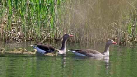 Family-of-Taiga-Bean-Goose-birds-on-pond-water-surface