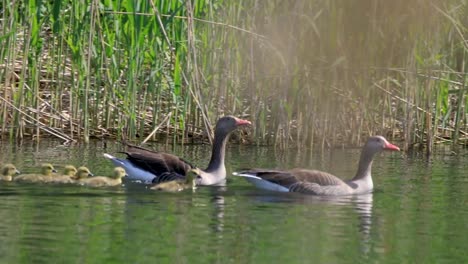 Familie-der-Taiga-Saatgans-Vögel-am-Teich-Wasserfläche