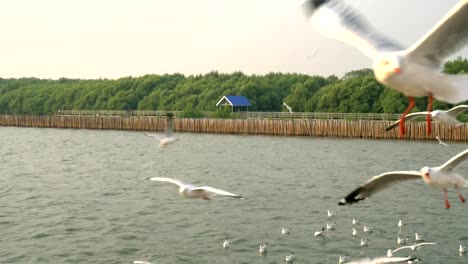 Seagulls-flying-over-the-sea