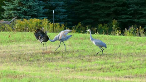 Graceful-Geese-Flying-in-Slow-Motion