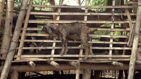 Goat-kid-scratching-its-head-against-flat-bamboo-sticks