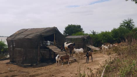 Herd-of-goats-outside-their-shed-next-to-the-riverside