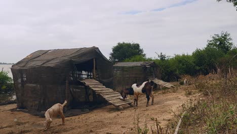 Cabras-fuera-de-su-eliminar-junto-al-río