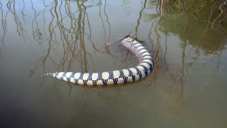 snake-caught-in-fishing-net-and-floating-dead-in-the-lake