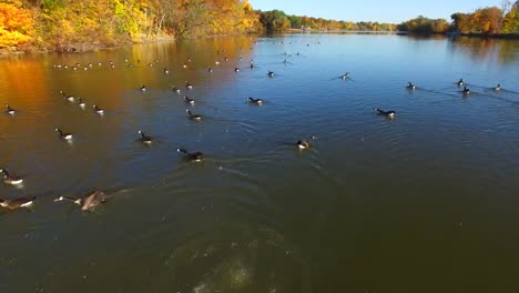 Flock-of-Geese-Swim-Amid-Fiery-Autumn-Scenery