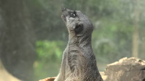 Meerkat-at-Zoo