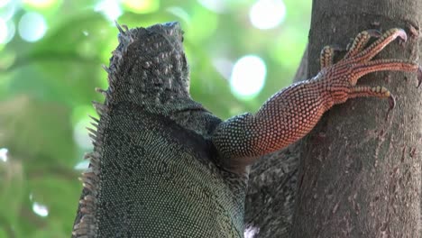 Wilde-Tierwelt,-Leguan,-Reptilien,-Tiere,-Pflanzen,-tropischen,-Tropen,