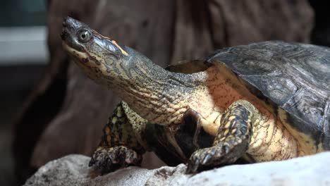 Schildkröte-oder-Schildkröte-in-Gefangenschaft