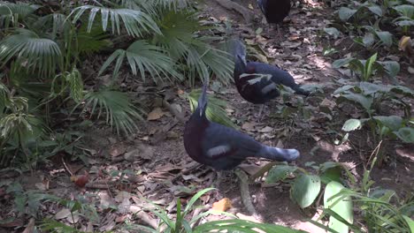 video-of--the- crowned-pigeon-in-the-jungles.