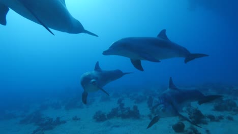 Delfines-nariz-de