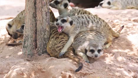 Familie-sitzen-auf-dem-Boden-Suricata