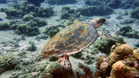 Sea-Turtle