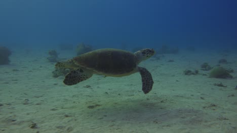 Sea-Turtle