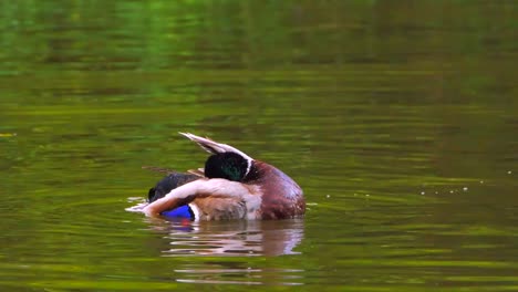 4K-Male-Mallard-Duck-Playfully-Splashes-and-Cleans-in-Public-Park-Pond
