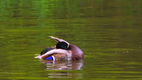 4-K-Männlich-Stockente-verspielte-Einrichtung-und-reinigt-im-öffentlichen-Park-mit-Teich