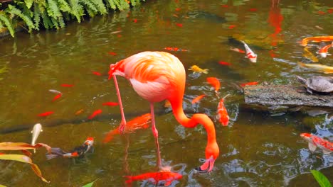 Flamenco-parado-en-pequeño-arroyo-artificial,-los-peces-tropicales