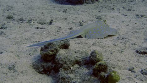 Stingray