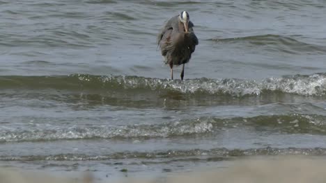 Great-blue-heron-wading-water