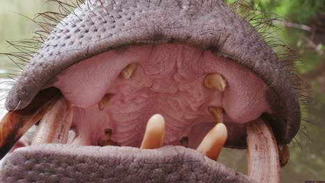 Close-up-of-hippo's-open-mouth-and-teeth