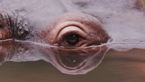 Close-up-of-hippo's-eye