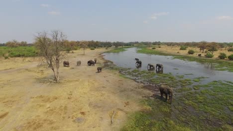 Luftaufnahme-von-Elefanten-trinken-im-einem-Fluss-im-Okavango-Delta